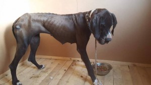 Помогите моим хвостикам - image (6).jpg