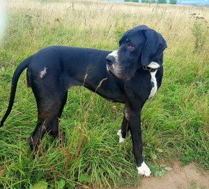 Помогите моим хвостикам - image (8).jpg