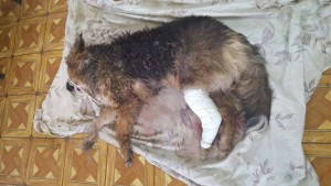 Помогите моим хвостикам - фы.jpg