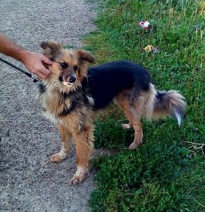 Помогите моим хвостикам - image.jpg