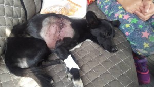 Помощь животному - 20180920_134205.jpg