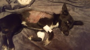 Помощь животному - 20180923_205628.jpg