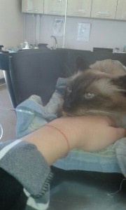 Мечтаю вылечить моего кота - dtxlpefOv8g.jpg