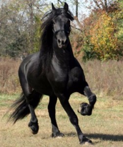 Фризская порода лошади к вашему вниманию