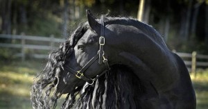 Помогите исполнить мою мечту. - фриз2.jpg