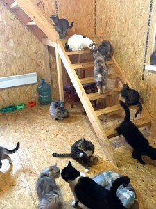 СРОЧНО нужна помощь кошкам-погорельцам из приюта - 7i6JZwYWYXc.jpg