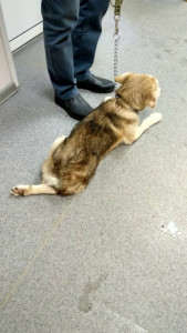 Помогите найти дом для щенка,которого сбила машина - IMG_20181208_151342_HDR.jpg