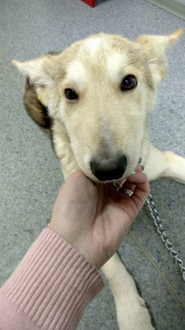 Помогите найти дом для щенка,которого сбила машина - IMG_20181208_151631_HDR.jpg