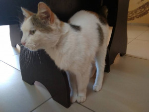 Помощь приюту Котангенс - Pit3k6q4d8k.jpg