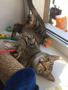 Помощь приюту Котангенс - I86_729kV7Y.jpg