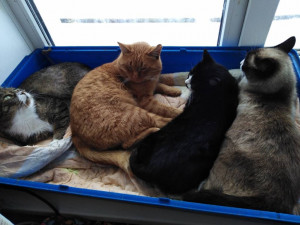 Помогите накормить животных. - fNCKZMQ6GVw.jpg