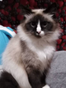 Помогите накормить животных. - image (1).jpg