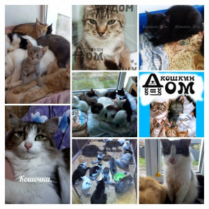 Помогите накормить животных. - image (7)-COLLAGE.jpg