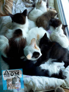 Помогите накормить животных. - image (5)-2.jpg