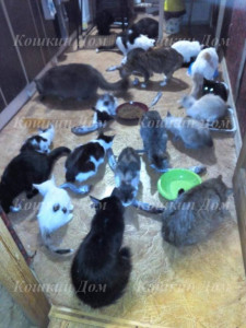 Помогите накормить животных. - image (62)-1.jpg