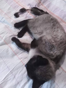 Помогите накормить животных. - image (5).jpg