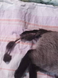 Помогите накормить животных. - image (2).jpg