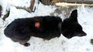 Барс с незаживающей раной!