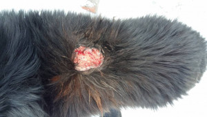 Помогите срочно нужна операция Барсу - 20190224_123141.jpg