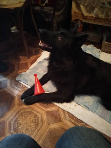 Нужна помощь Банди  - IMG_20190227_112542.jpg