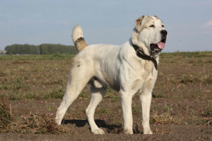 Разовая работа - предлагаю - Алабай.jpg