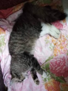 Помогите накормить животных. - image (12).jpg