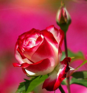 С праздником Вас мои красавицы  - IMG-20190312-WA0006.jpg