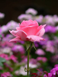 С праздником Вас мои красавицы  - IMG-20190312-WA0005.jpg