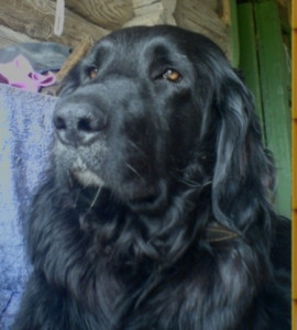 Пожалуйста помогите моей собачке - IMG_20190328_190325.jpg