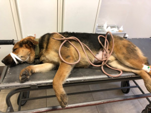 Помощь пострадавшим животным  - ChEh88Yv2PE.jpg