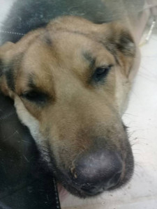 Помощь пострадавшим животным  - hsMq6dkBYNo.jpg