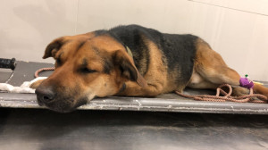 Помощь пострадавшим животным  - SpuvA1c1GLI.jpg