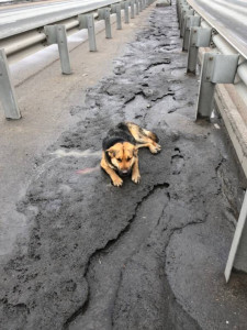 Помощь пострадавшим животным  - DF-63KSPPmE.jpg