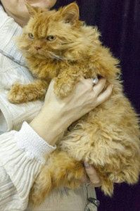 Ищу спонсора для клонирования уникальной кошки - Мазда крупно.jpg