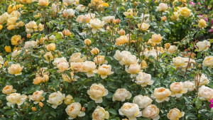 Любителям сада - ostinrose114.jpg