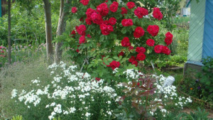 Любителям сада - s1200 (1).jpg