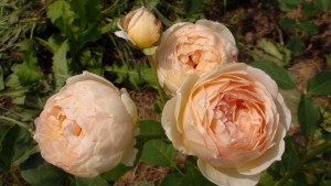 Любителям сада - ddeb3661420d3e4937860b0885f0e6d4.jpg