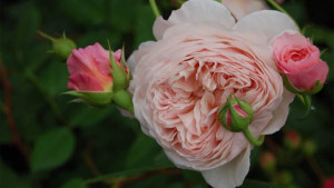 Любителям сада - ostinrose159.jpg