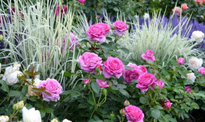 Любителям сада - image (1).jpg