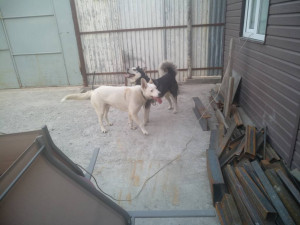 Всех с вербным  - IMG_20190421_190933.jpg