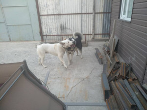 Всех с вербным  - IMG_20190421_190936.jpg