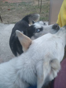 Всех с вербным  - 1555864651676804331150.jpg