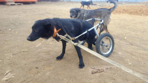 Помогите приюту - image (85).jpg