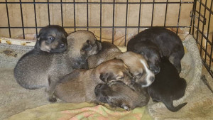 Помогите приюту - image (71).jpg