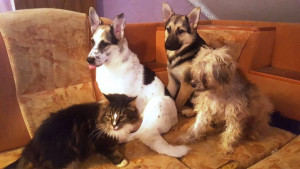 Помогите приюту - image (77).jpg