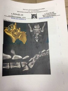 Помощь сбитой на трассе собаке - EEC736A4-27AC-40D6-AC88-7C0B011C8483.jpeg