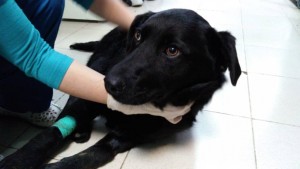 Помощь сбитой на трассе собаке - AEE7AAFC-F3E7-4B2B-9EDF-0552A6A4D6EE.jpeg