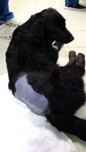 Помощь сбитой на трассе собаке - 6F35ABBF-8E96-4F70-AB36-494699AC7D30.jpeg