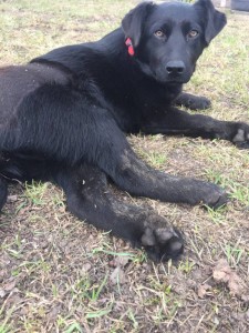 Помощь сбитой на трассе собаке - 3BECD7DC-7BCF-436A-B852-5431102A8121.jpeg