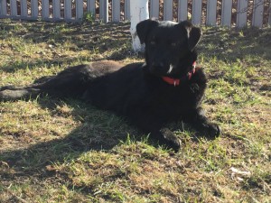 Помощь сбитой на трассе собаке - 3ECFA8FA-E278-4279-867B-0729C7395F2B.jpeg